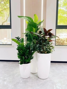 杭州湾植物出租